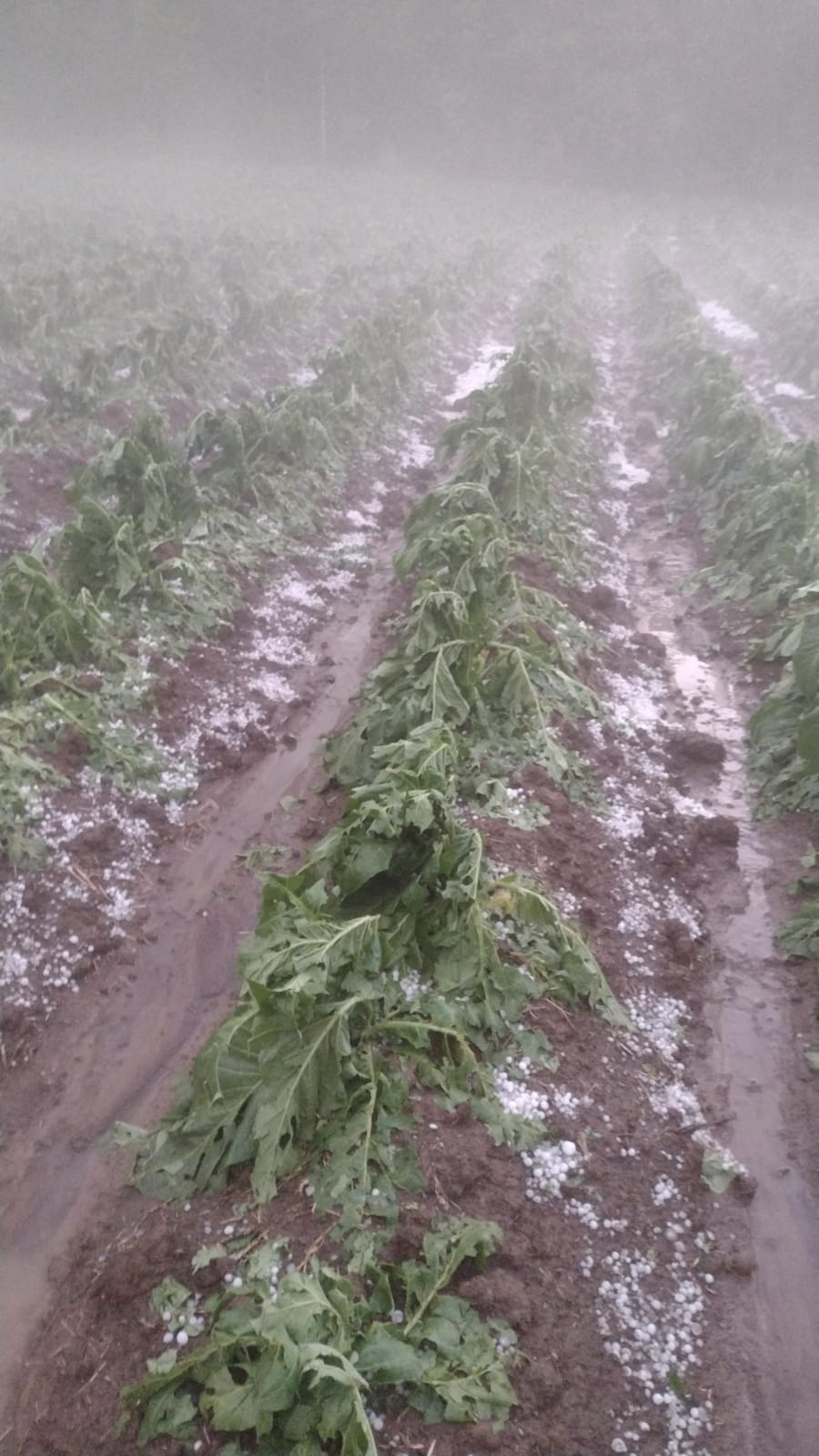 Forte chuva de granizo atinge região