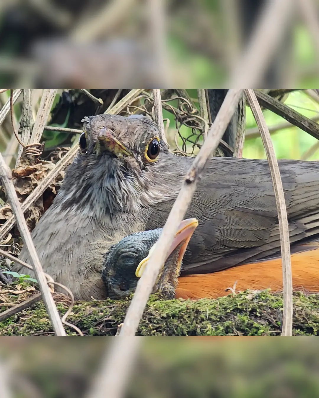 IAT orienta sobre cuidados com filhotes de aves encontrados fora do ninho