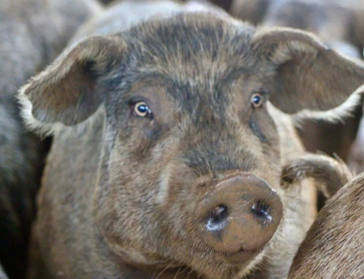 Porco Moura: como o Paraná salvou a raça de carne sinônimo de maciez e suculência