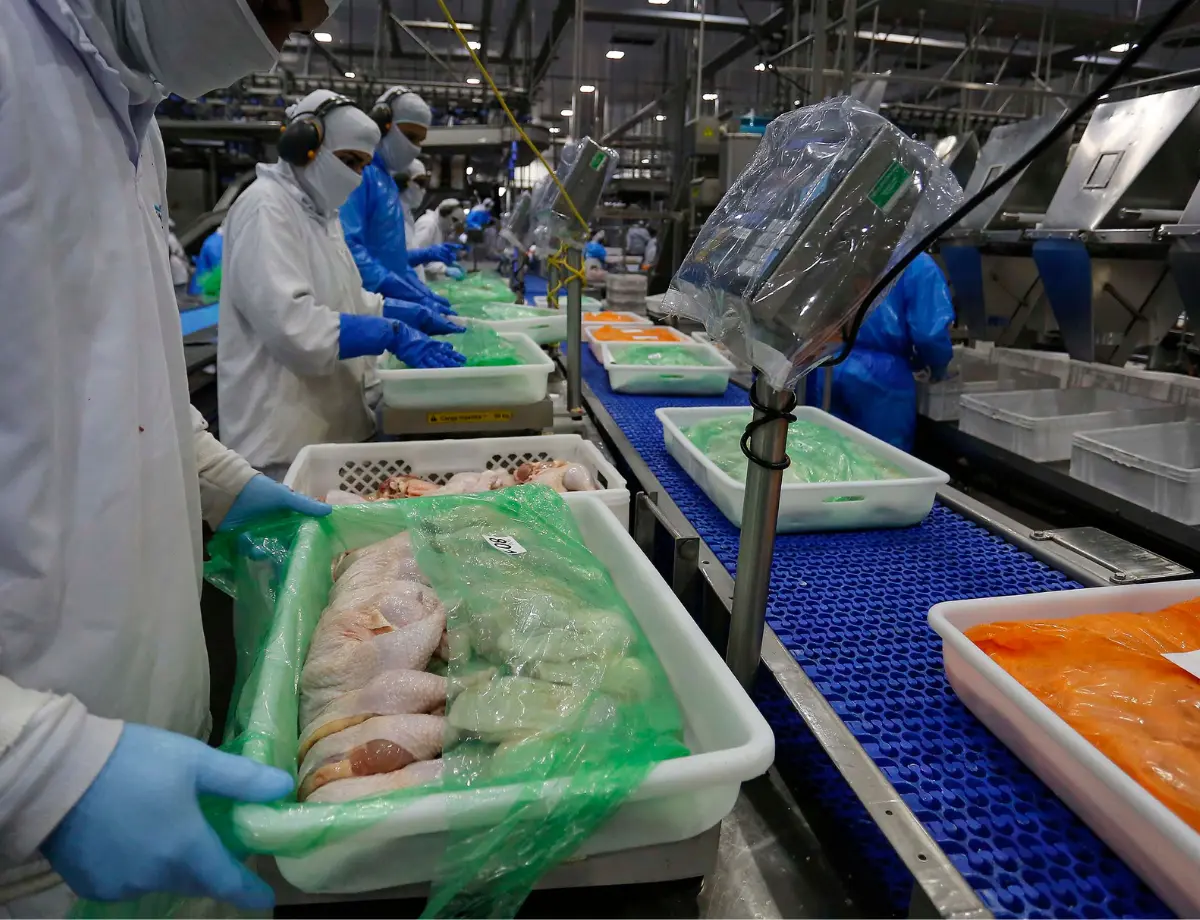 Paraná lidera crescimento absoluto na produção de frangos e suínos no Brasil