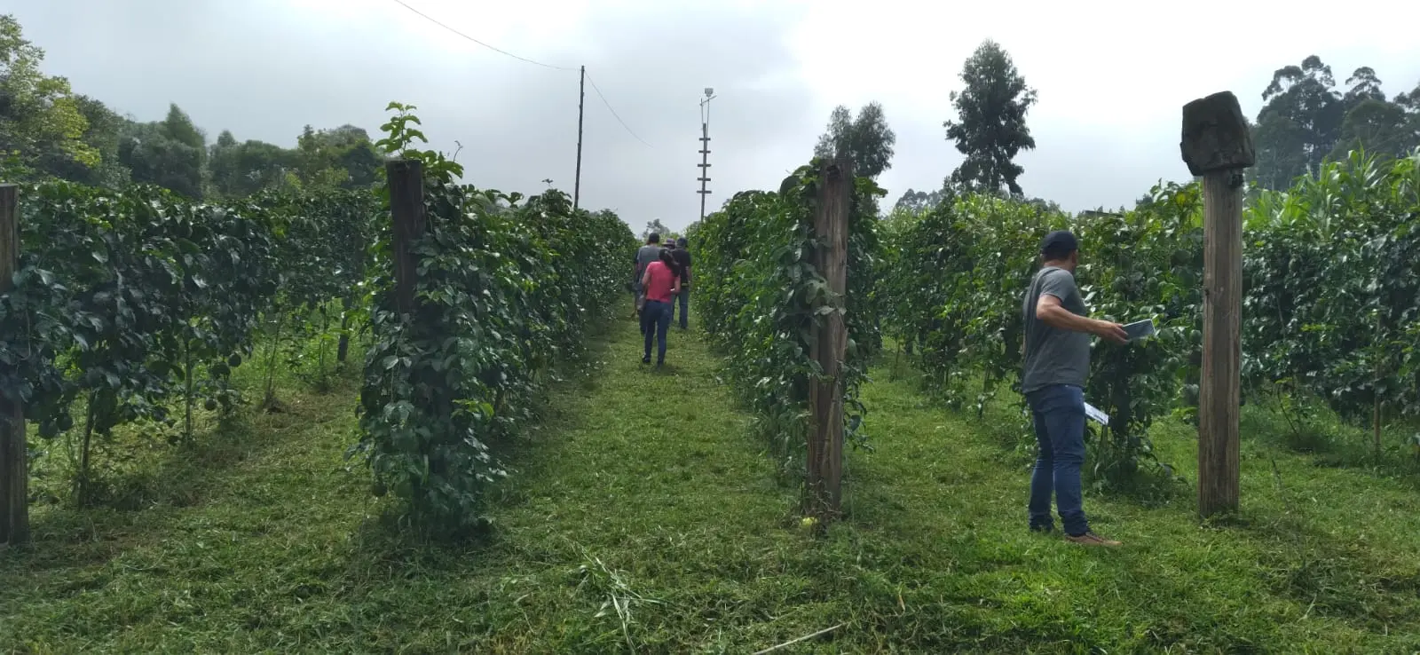Imbituva investe no cultivo de maracujá com visitas técnicas a produtores