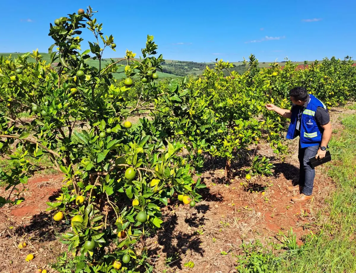 BIG Citrus: ação da Adapar foca na prevenção do Greening, principal doença dos cítricos