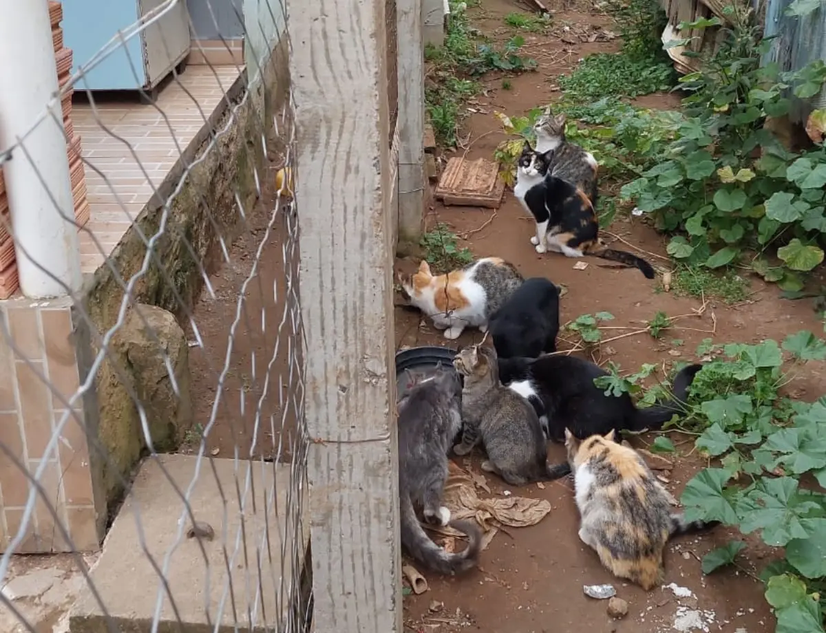 Policia civil indicia dois homens pelo cometimento do crime de maus tratos a doze animais em Teixeira Soares