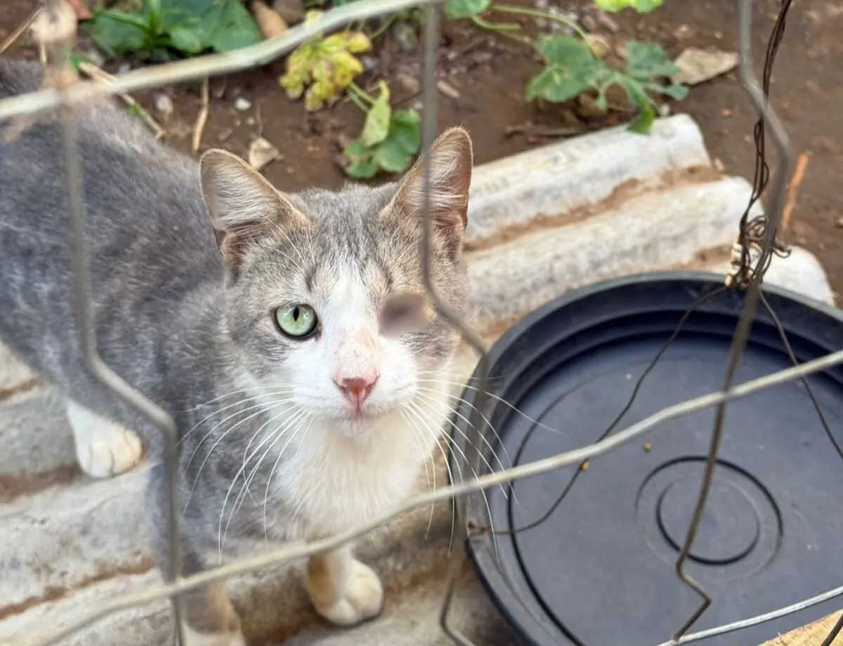 Policia civil indicia dois homens pelo cometimento do crime de maus tratos a doze animais em Teixeira Soares